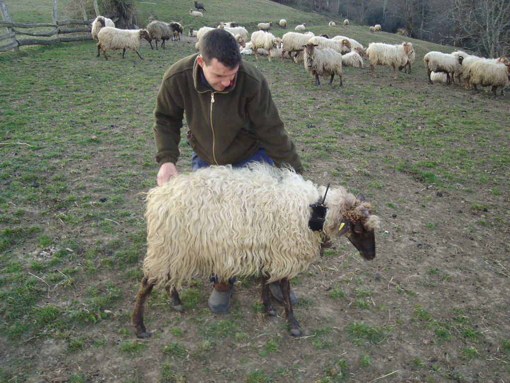 Fernando GarcÃ­a-Dory, Bionic Sheep, 2006.